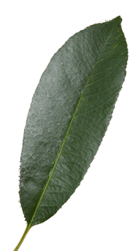 Leaf Image